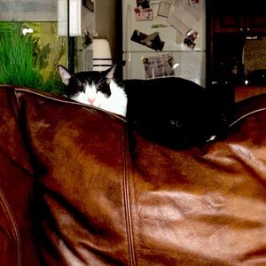 Meet your Posher, Felicia